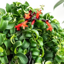 Aeschynanthus 'Rasta' Curly Wurly Lipstick Plant - Indoor Plant in 12cm Pot