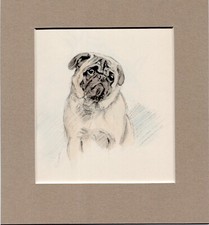 ~ Pug ~ Hand Coloured Print K