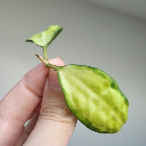 Very rare hoya elliptica - very, rare!