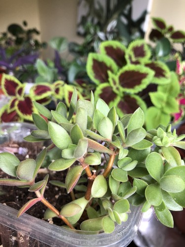 Crassula swaziensis jade - crassula,