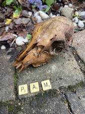 Real Animal Skull Fallow Deer Bone Head Pam Genuine Remains UK Seller