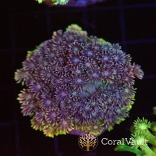 Blueberry Charge Goniopora