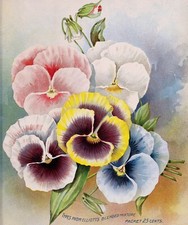 Pansy flowers vintage poster - flowers,