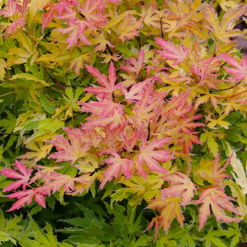 Acer metamorphosa japanese - metamorphosa,