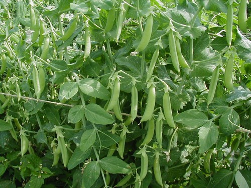 Pea kelvedon wonder - wonder, 250