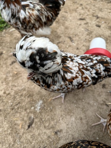 Tolbunt polish hatching - tolbunt,