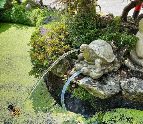 Pond spitter turtle tortoise - spitter,