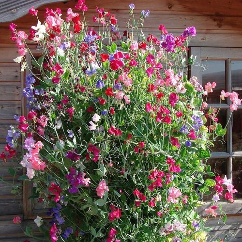 Seeds sweet pea royal - seeds,