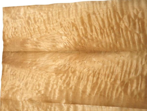Shell maple veneer - veneer, quilted