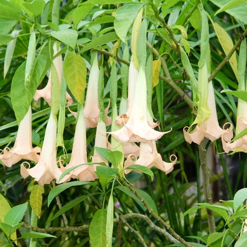 Brugmansia arborea 70cm - arborea, |
