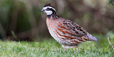 Northern Bobwhite quail eggs