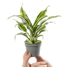 Baby Dragon Tree Plant Dracaena Dragontree Kanzi Small Indoor Houseplant 6cm Pot