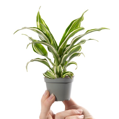 Baby dragon tree plant - tree,