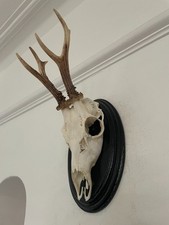 Pointy  Antlers of a Roe Deer