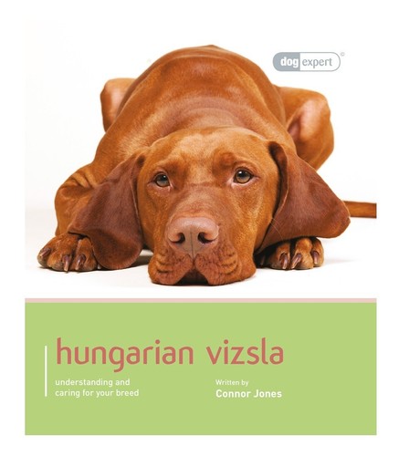 Hungarian vizsla dog - hungarian,