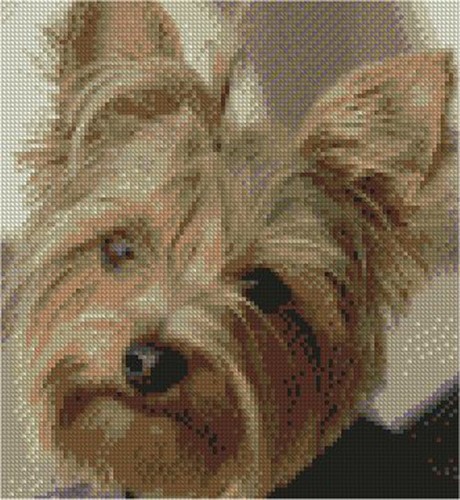 Yorkshire terrier complete - yorkshire,