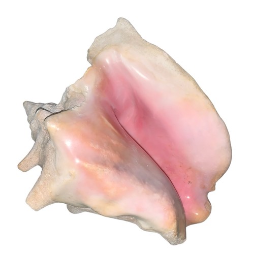 Large horned pink queen - large,
