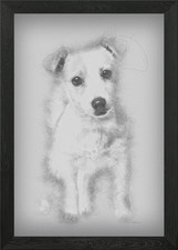 Jack Russell puppy 3 month