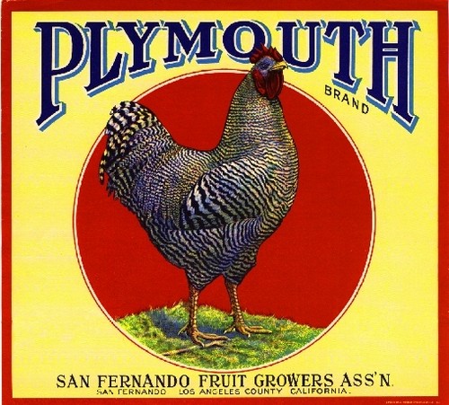 San fernando plymouth rooster - san,