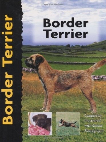 Border terrier penelope - by,