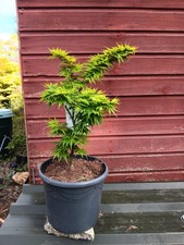 Acer palmatum  Mikawa