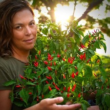 Piri chilli plug - piri,
