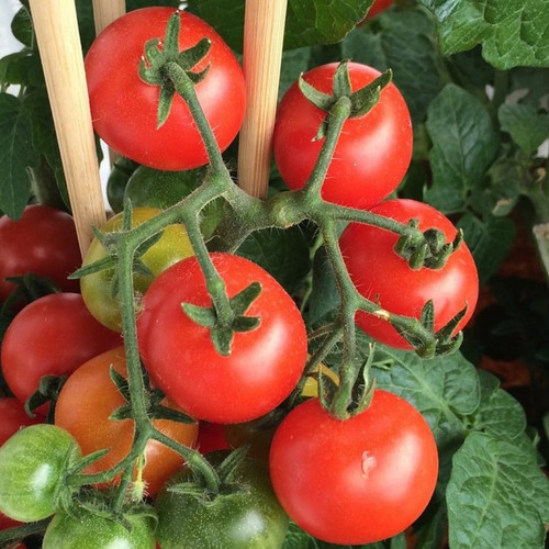 Tomato plug plants - plug,