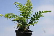 3 Dicksonia antarctica starter