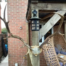 Stag Antlers On Hardwood Shield. 77 Cm Tall 61 Cm Wide Ant 6