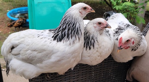 Fertile hatching eggs - 12,