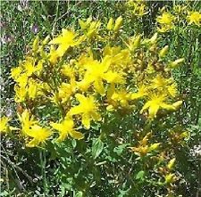 Wild Flower  - Hypericum perforatum  - Common St John's Wort - 2000 Seeds