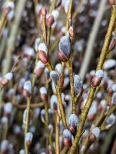 Pussy willow cuttings - willow,