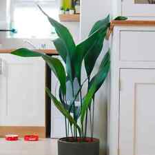 Cast Iron Plant (Aspidistra