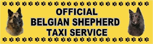Belgian shepherd official - official, taxi
