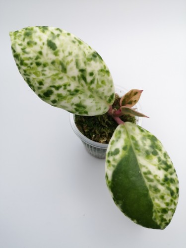 Hoya carnosa madara snow - carnosa,