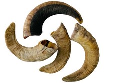 4 Natural Lamb Horns Best