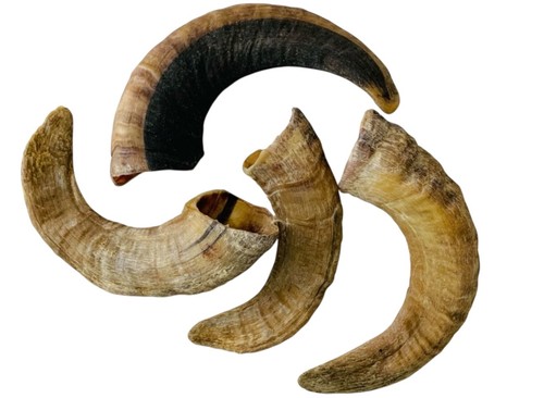 Natural lamb horns best - lamb,