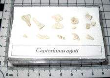 Permian Captorhinus jaw vertebrae teeth bones collection in lge display case
