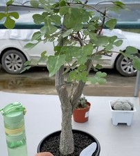 Adenia olaboensis WYSIWYG Own Root Boutique