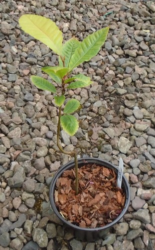 Castanea sativa sweet - sativa, chestnut