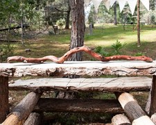 38" Natural Manzanita Trunk