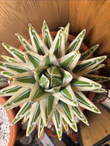 Agave white rhino xxl - ‘white,
