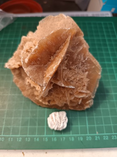 Desert rose one - rose,