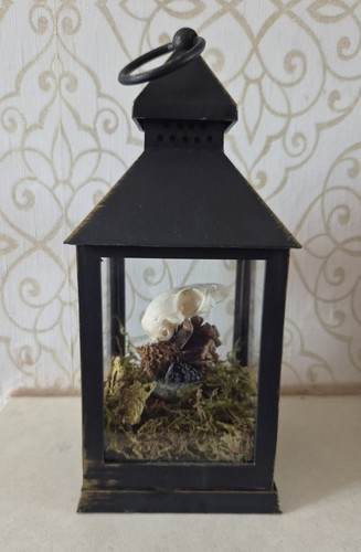 Rodent skull lantern goth - rodent,