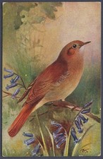 Nightingale by Roland Green - R.S. Art Press bird postcard