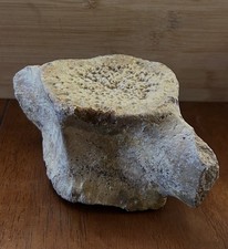 Large Fossilized Whale