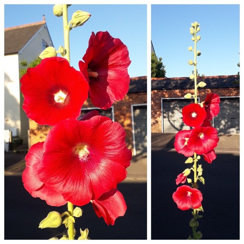 Hollyhock ficifolia 100 - hollyhock,