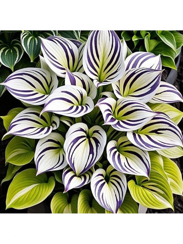 Free home delivery 200 calla - free,