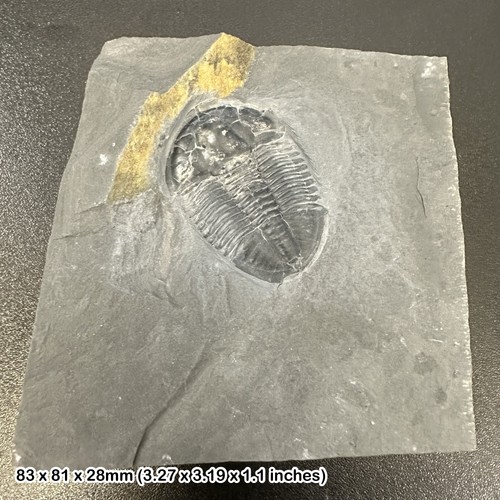 Asaphiscus wheeleri trilobite - wheeleri,