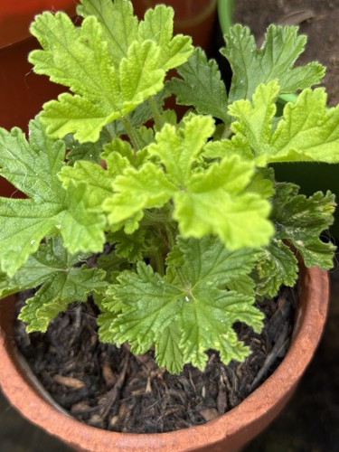 Pelargonium lemon scented - pelargonium,,